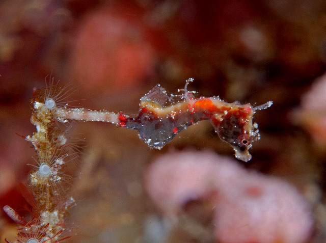 Hippocampus waleananus (Ippocampo di Walea)